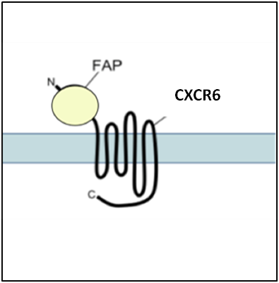 Casr. Casr receptors. Casr Рецептор. Casr кальций чувствительный Рецептор. Ген adrb2 c\с.