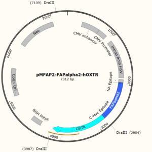 FAP-tagged GPCRs - Plasmids with GPCRs fused to either the alpha 2 or the beta 1 fluorogen activating peptide (FAP).