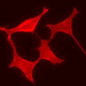 OPRM1 expressing HEK 293 cell line tagged with a α1 FAP at the n-terminus